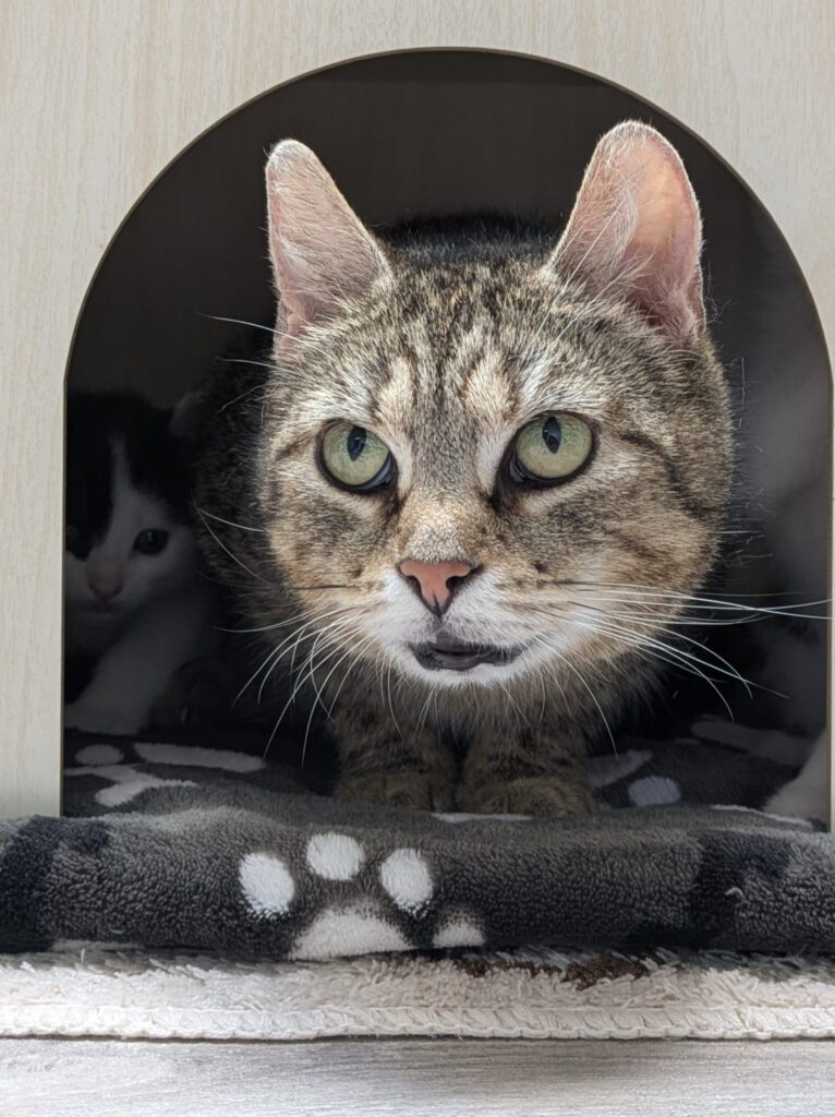 Alle unsere Katzen - Übersicht