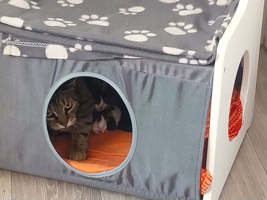 Mami Grey mit Babies: Gigi, Gin & Gale, Gabriel