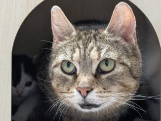 Grey sucht Freigang als Einzeltier!