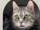 Grey sucht Freigang als Einzeltier!