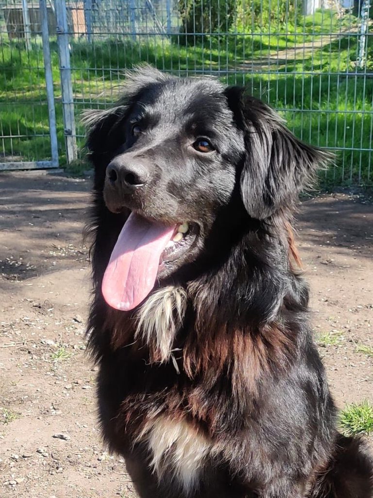 Alle unsere Hunde - Übersicht