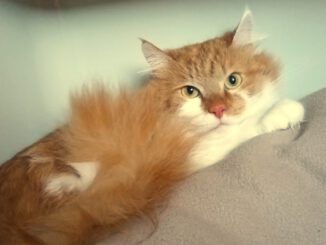 Leroy