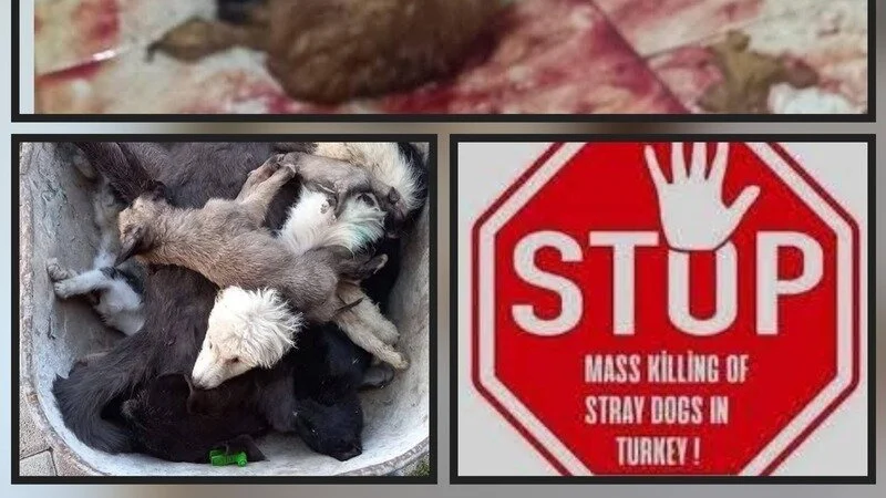 Petition · Stoppt den Mord an den Straßenhunden und -katzen der Türkei!