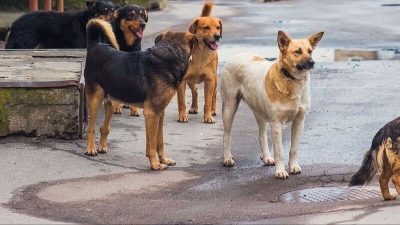Petition · Stoppt den Mord an den Straßenhunden und -katzen der Türkei!