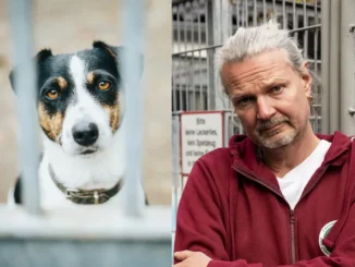 Hundesteuer für den Tierschutz: JETZT!