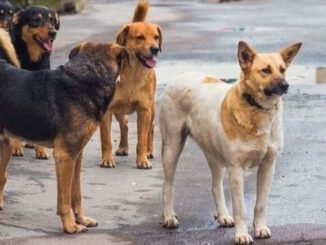 Petition · Stoppt den Mord an den Straßenhunden und -katzen der Türkei!