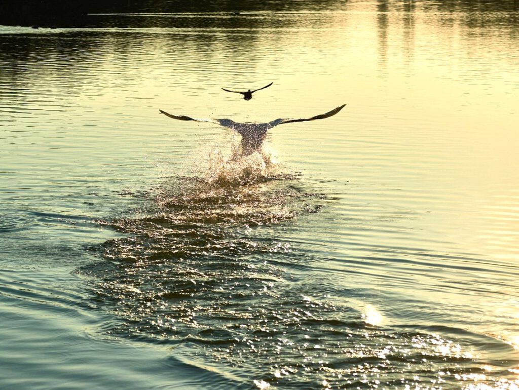 Schwäne zum Wasser geleiten