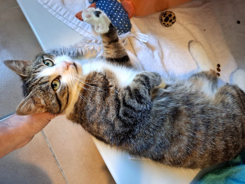 Snooky