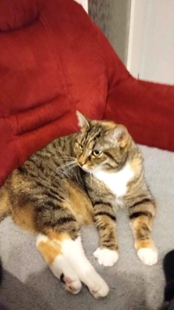 Dringende Vermittlungshilfe: Katze Flummi sucht wieder Haus & Hof (PLZ 17192)