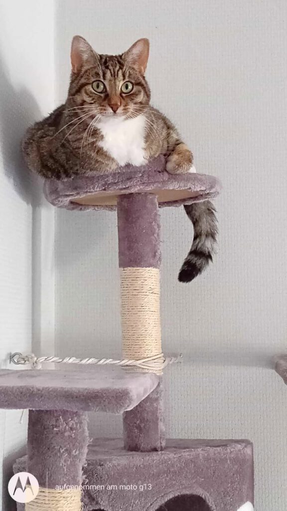 Dringende Vermittlungshilfe: Katze Flummi sucht wieder Haus & Hof (PLZ 17192)
