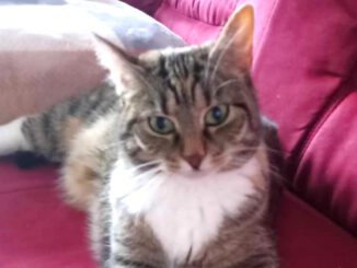 Dringende Vermittlungshilfe: Katze Flummi sucht wieder Haus & Hof (PLZ 17192)