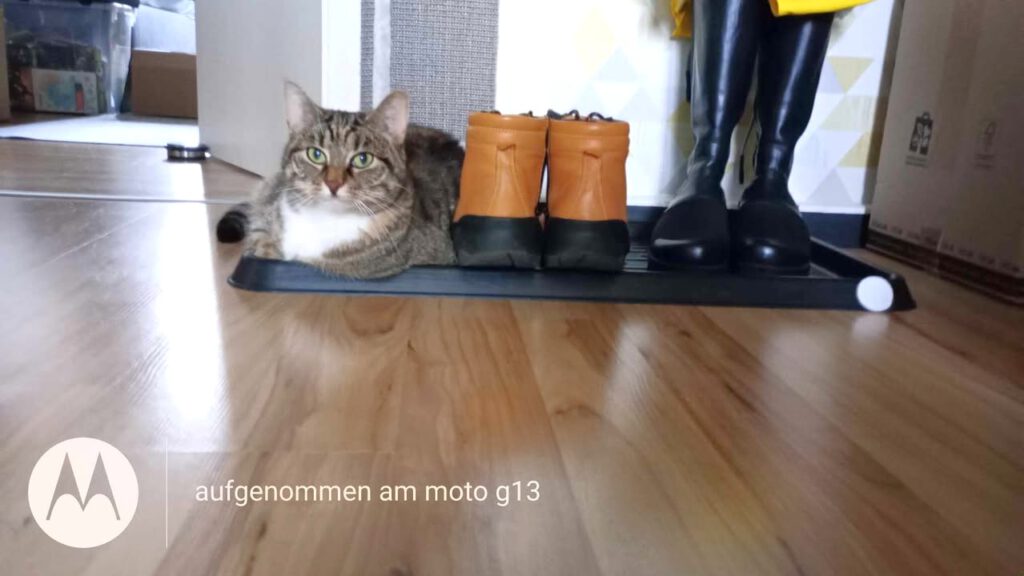 Dringende Vermittlungshilfe: Katze Flummi sucht wieder Haus & Hof (PLZ 17192)