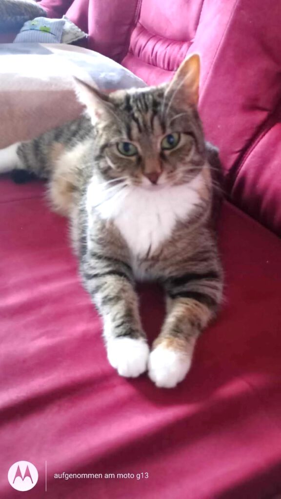 Dringende Vermittlungshilfe: Katze Flummi sucht wieder Haus & Hof (PLZ 17192)