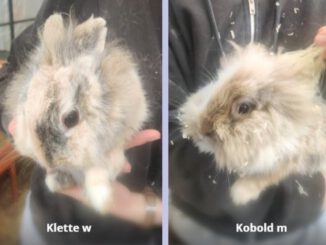 Klette & Kobold (Keule RESERVIERT)