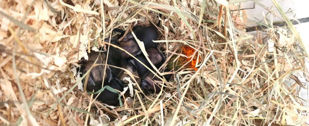 11 Degus brauchen eure Hilfe!