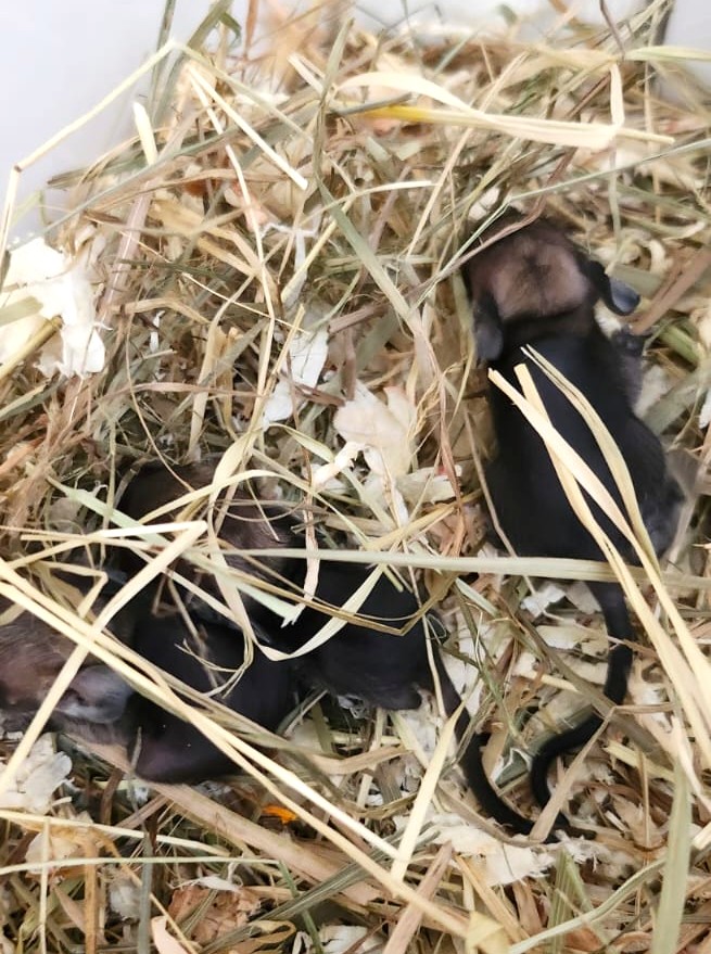 11 Degus brauchen eure Hilfe!