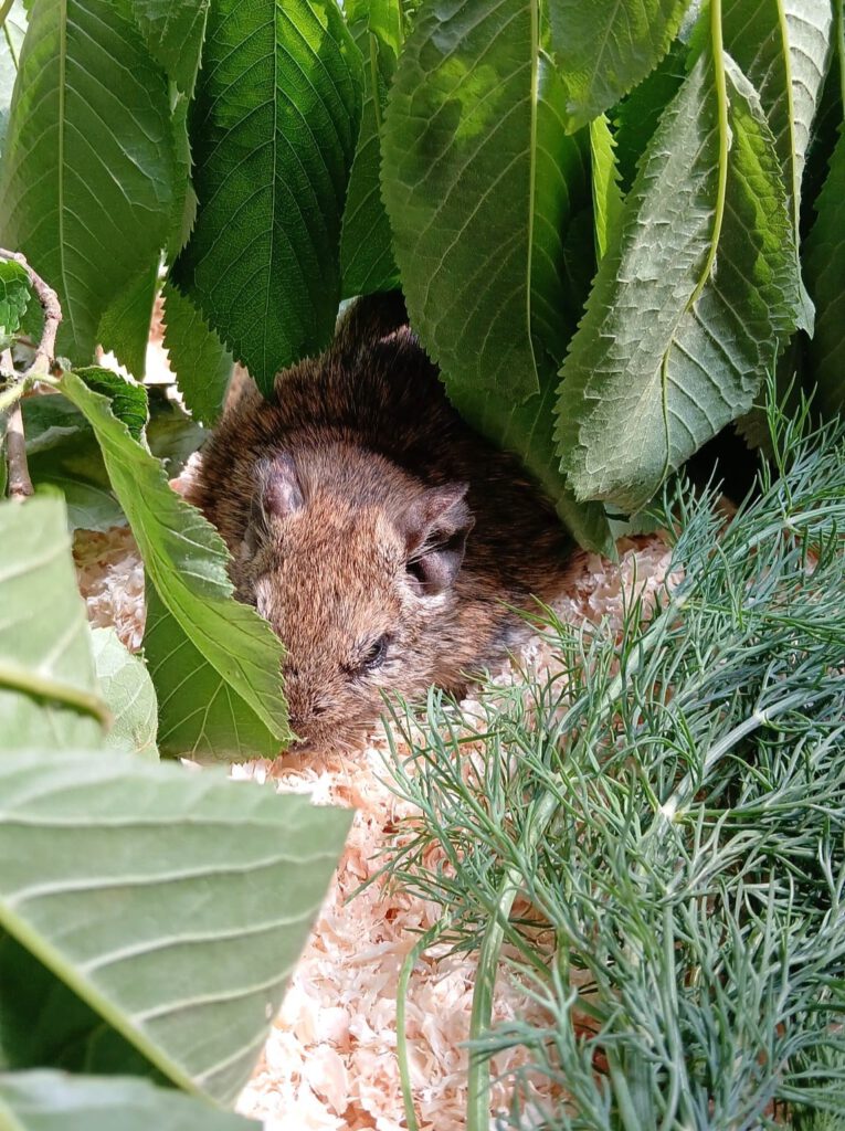 6 Degus brauchen eure Hilfe!