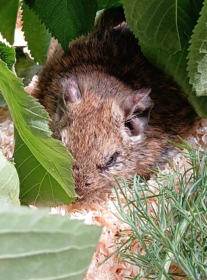 6 Degus brauchen eure Hilfe!