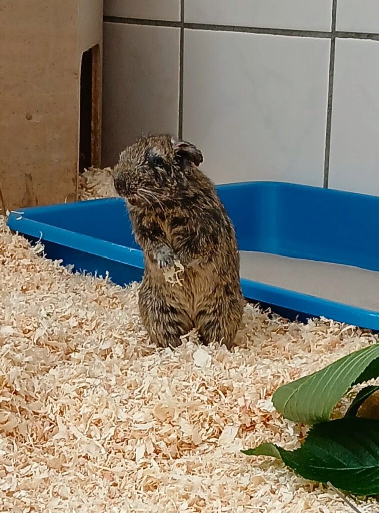 6 Degus brauchen eure Hilfe!