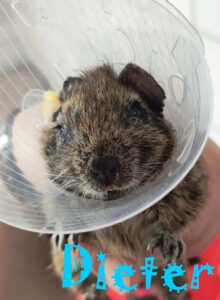 6 Degus brauchen eure Hilfe!