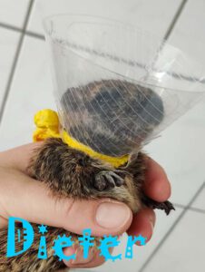 6 Degus brauchen eure Hilfe!