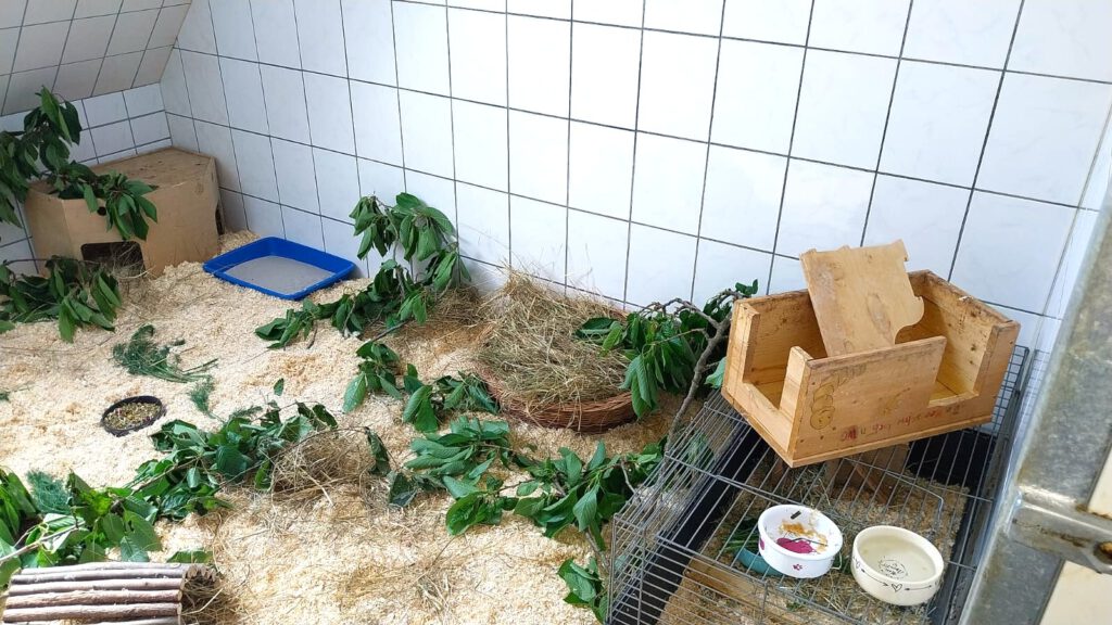 6 Degus brauchen eure Hilfe!
