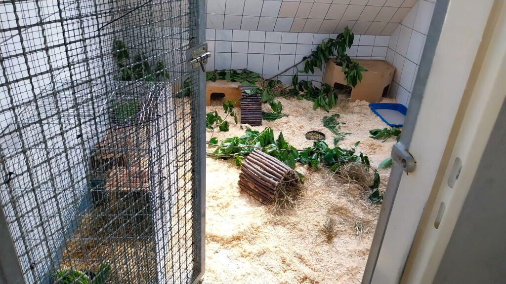 6 Degus brauchen eure Hilfe!