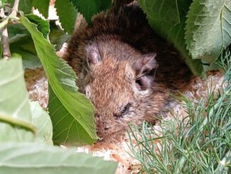6 Degus brauchen eure Hilfe!