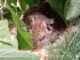 6 Degus brauchen eure Hilfe!