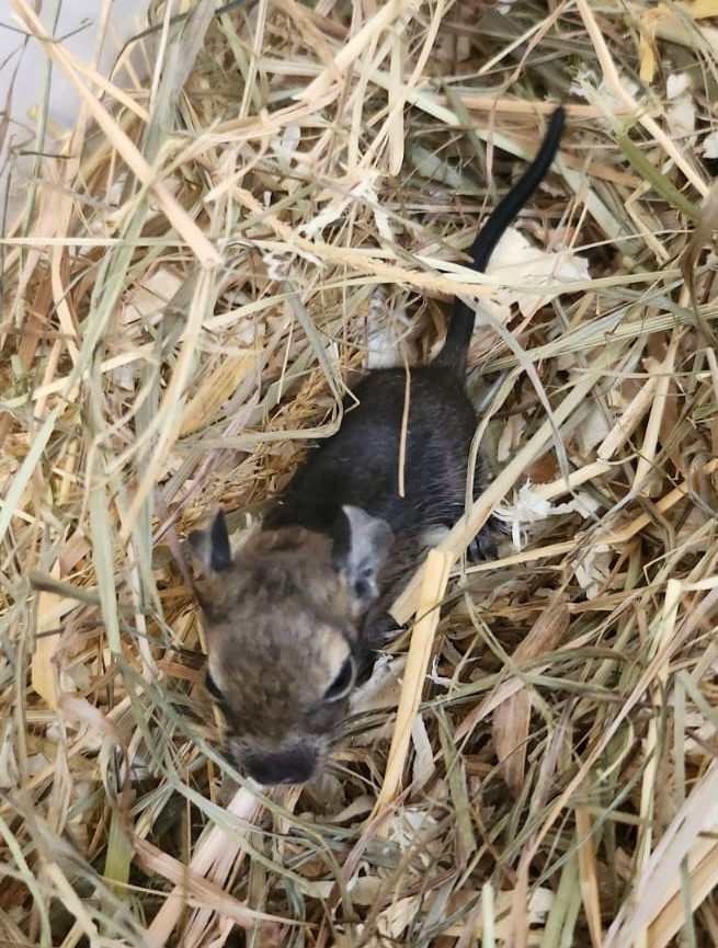 11 Degus brauchen eure Hilfe!