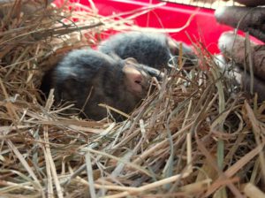 6 Degus brauchen eure Hilfe!