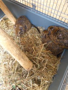 6 Degus brauchen eure Hilfe!