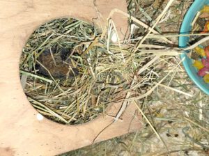 6 Degus brauchen eure Hilfe!