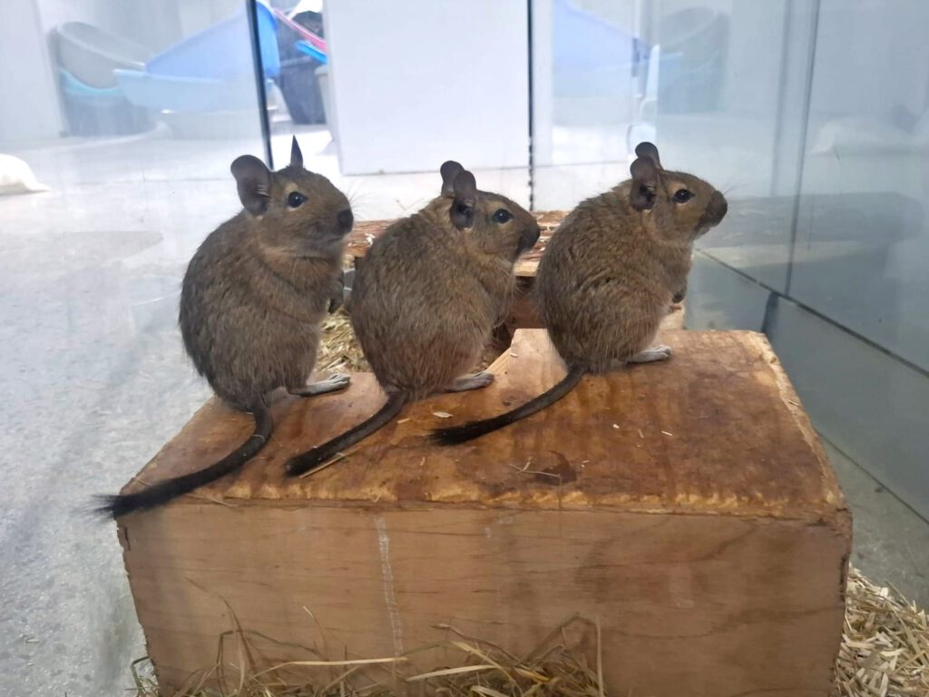 10 Degus