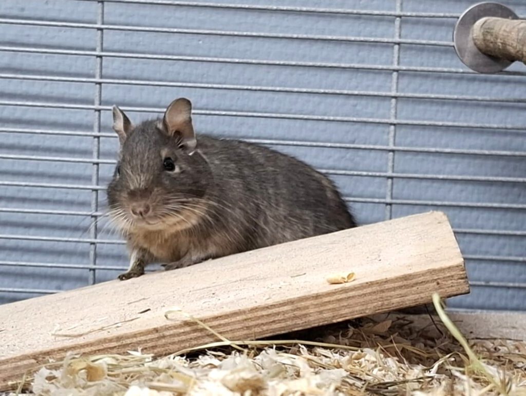 10 Degus