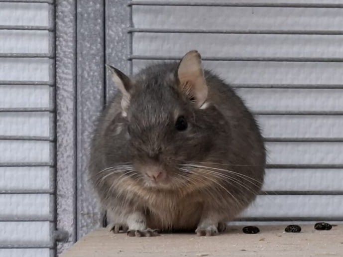 10 Degus