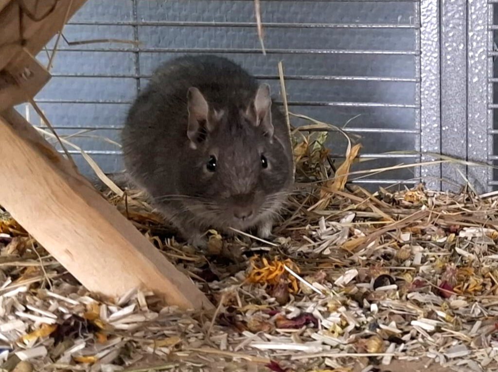 10 Degus