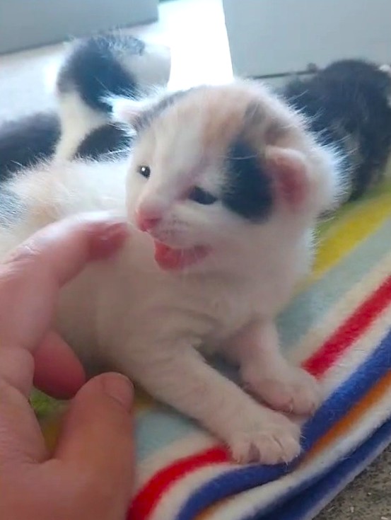 (Katzen-) Muttertag ... 🥺