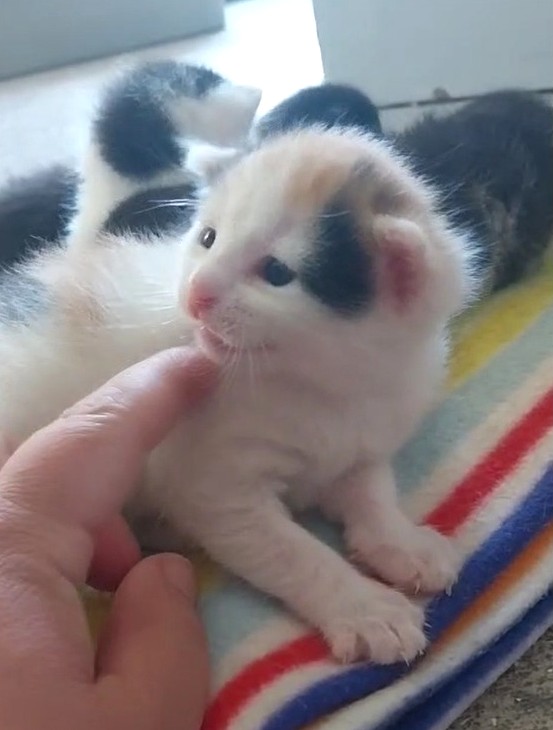 (Katzen-) Muttertag ... 🥺