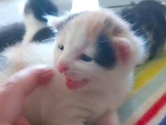 (Katzen-) Muttertag ... 🥺