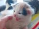 (Katzen-) Muttertag ... 🥺
