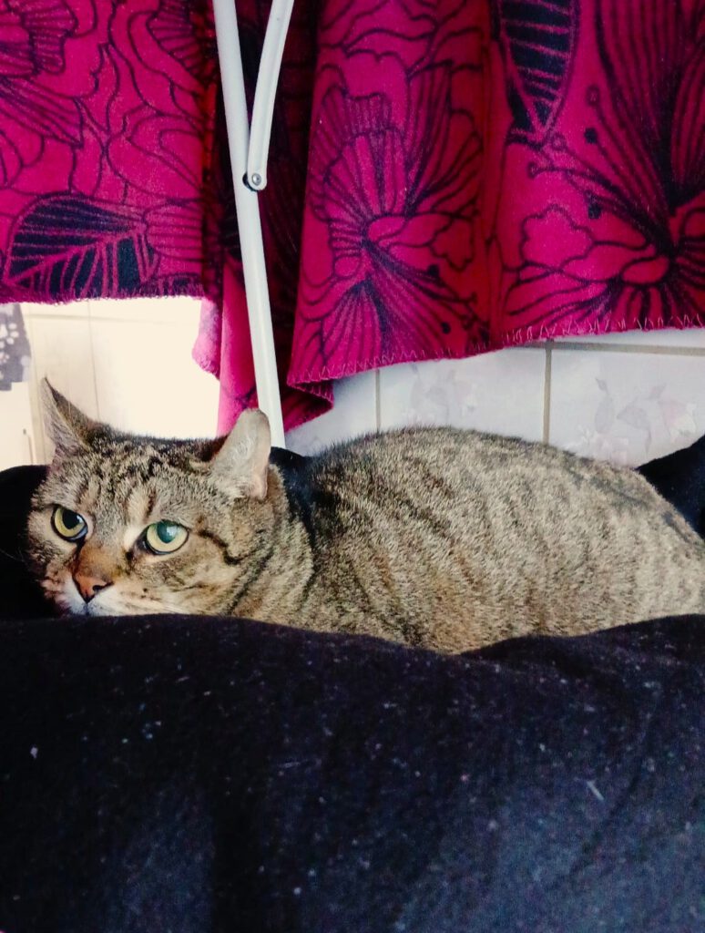 (Katzen-) Muttertag ... 🥺