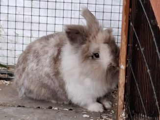 Klette (Keule auf PROBE vermittelt)