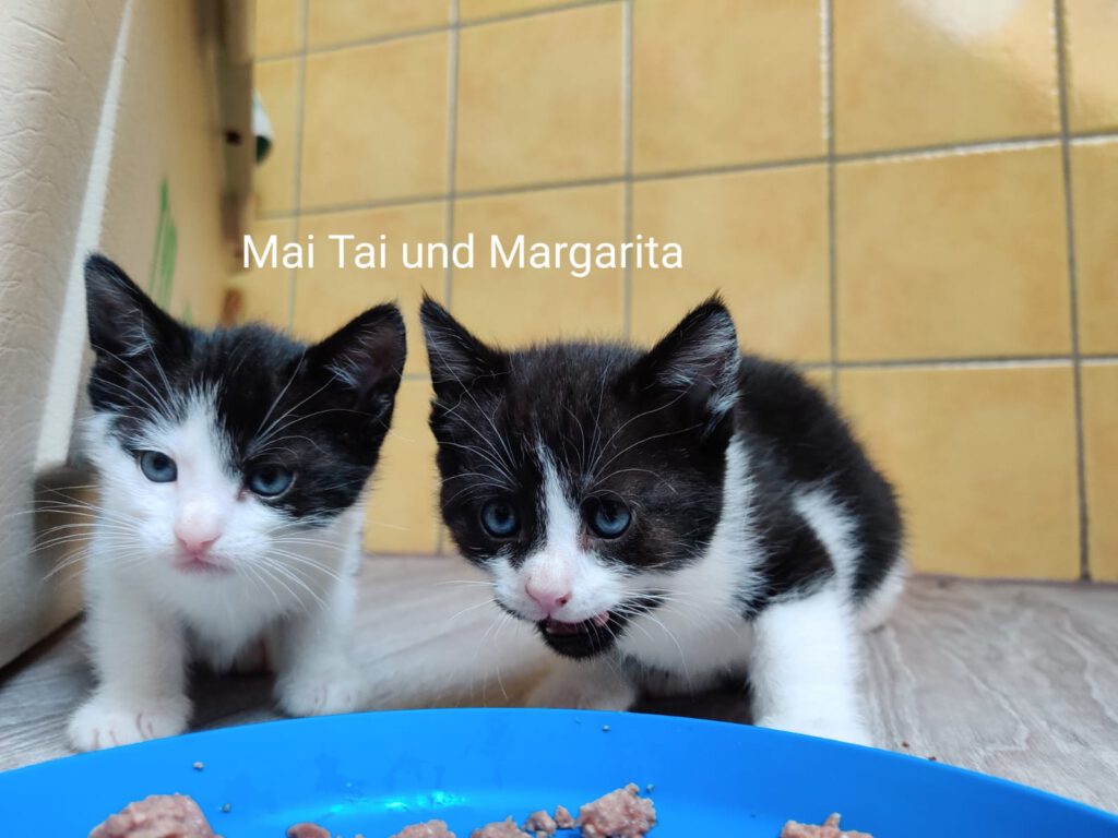 Malibu & Mojito, Mai-Tai (RES.), Margarita, Martini