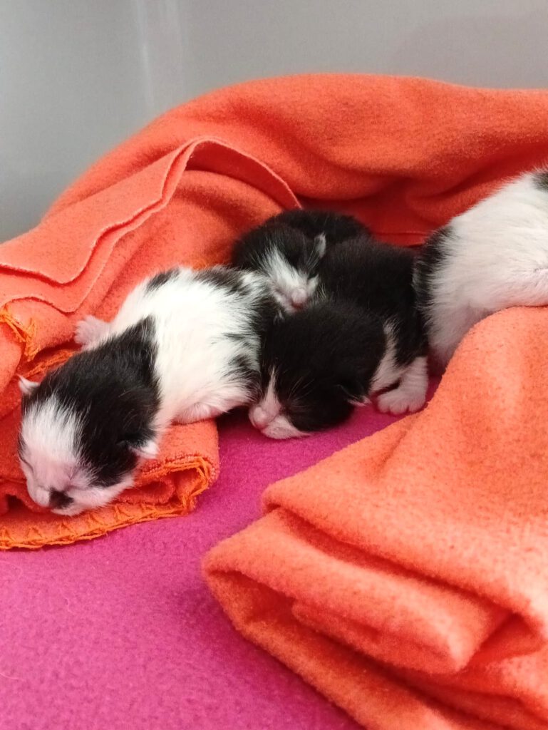 Malibu & Babies brauchen Paten!