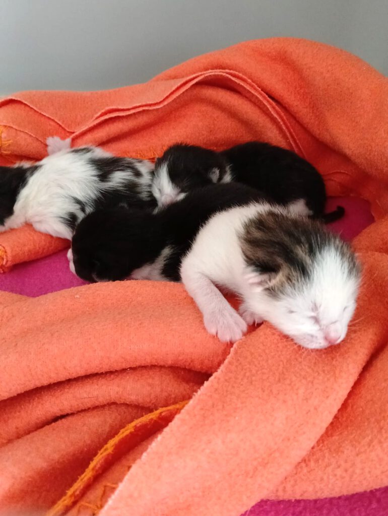 Malibu & Babies brauchen Paten!