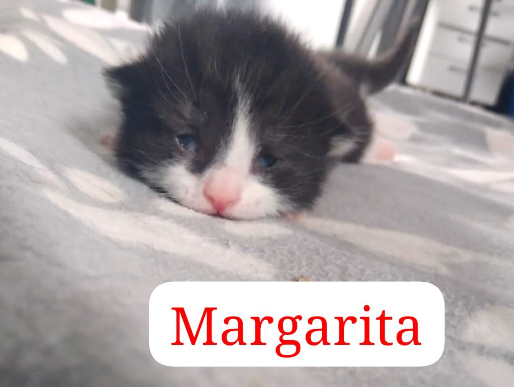 Malibu & Mojito, Mai-Tai, Margarita, Martini