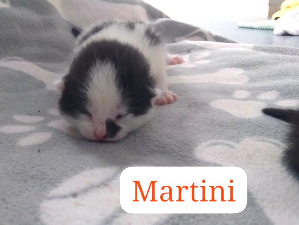 Malibu & Mojito, Mai-Tai, Margarita, Martini