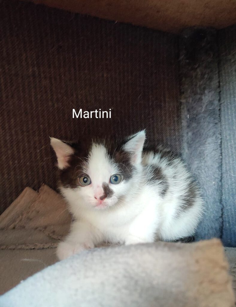 Malibu & Mojito, Mai-Tai (RES.), Margarita, Martini