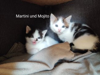 Malibu & Mojito, Mai-Tai (RES.), Margarita, Martini